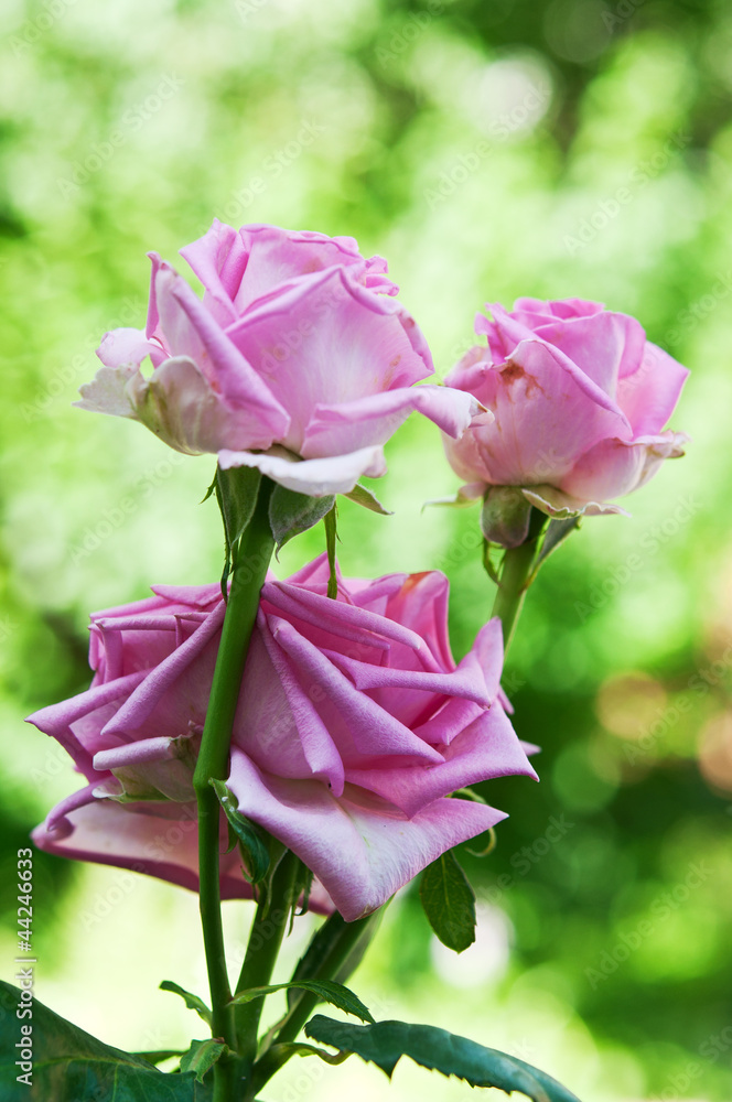 Fototapeta premium ping rose