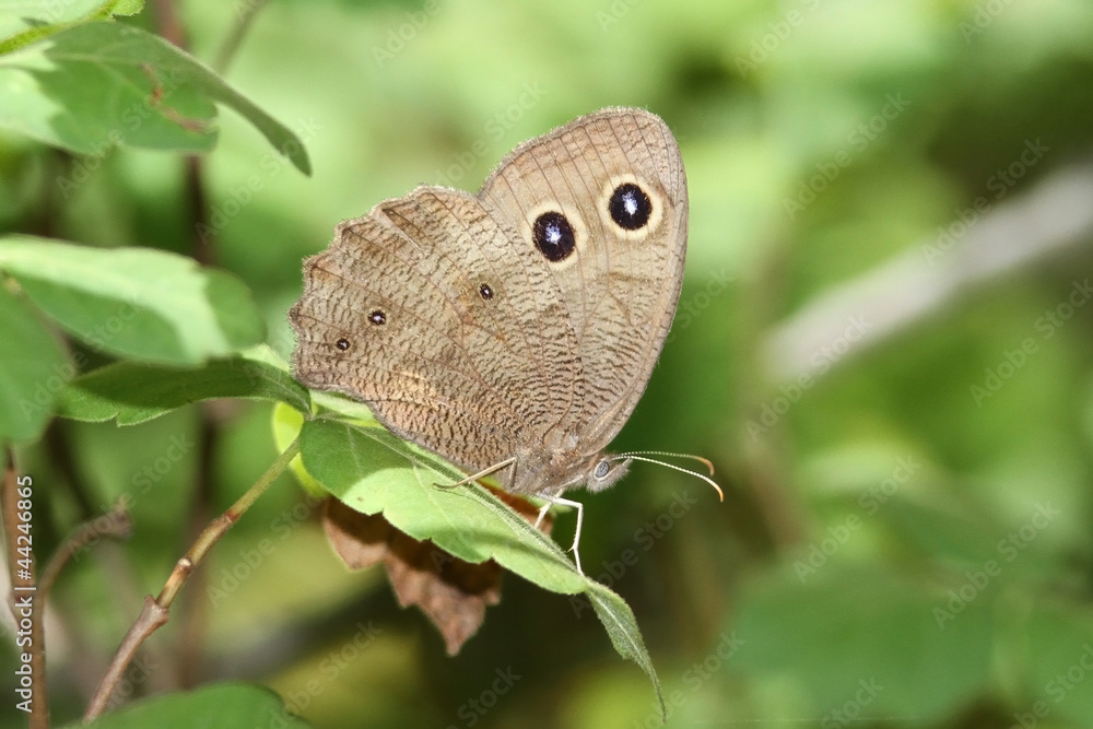 Fototapeta premium Common Wood Nymph (Cercyonis pegala) Perched in a Forest in Spring - Ontario, Canada