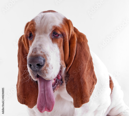 portrait d'un basset hound