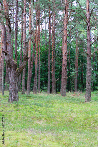 Fototapeta Naklejka Na Ścianę i Meble -  Pines in forest.