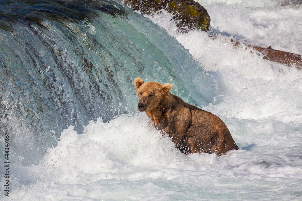Bear on Alaska Bear on Alaska