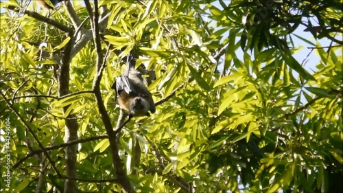 Australische Flughunde photo