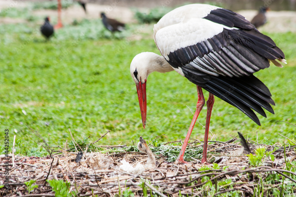 Fototapeta premium Mother stork feeding its youngs