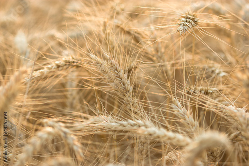 Time to harvest