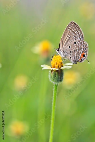 butterfly © Photo Gallery