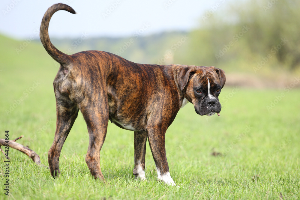 Deutscher Boxer