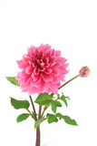 pink dahlia
