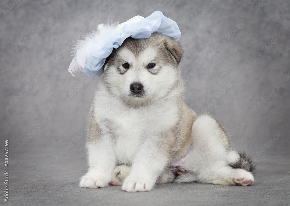 Portrait of malamute puppy Portrait of malamute puppy