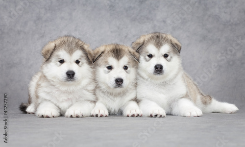 Portrait of malamute puppies