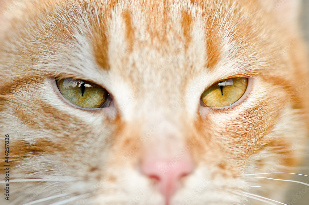 Orange cat looking at the camera Orange cat looking at the camera