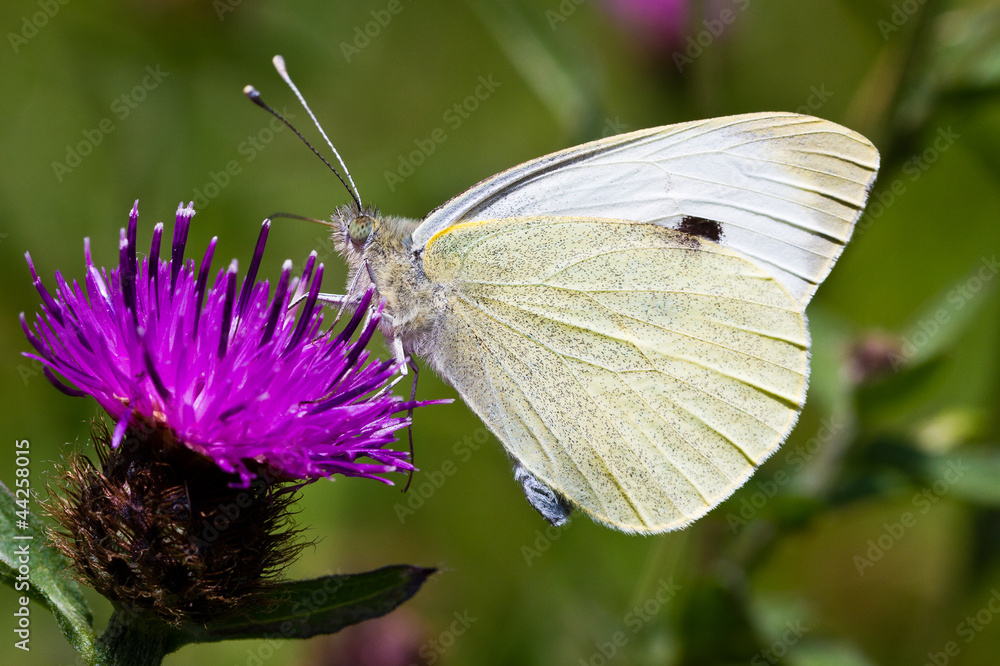 Naklejka premium Large White Butterfly - Pieris brassicae