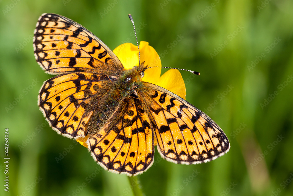 Pearl Bordered Fritillary butterfly - Boloria euphrosyne Pearl Bordered Fritillary butterfly - Boloria euphrosyne