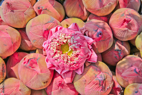 Fototapeta Naklejka Na Ścianę i Meble -  Pink lotus