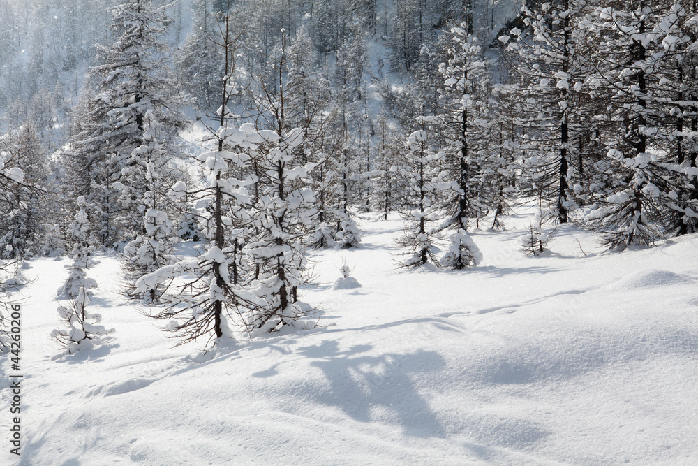 larici con neve fresca