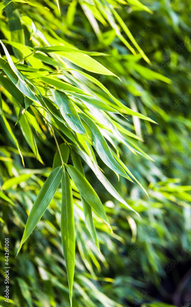 Fresh green bamboo backplate Fresh green bamboo backplate