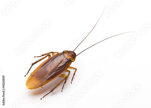 close up of cockroach isolated on a white background