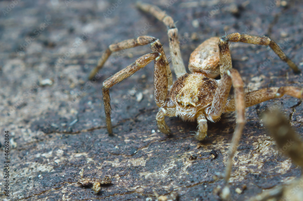 Small spider looking for food on a bark Small spider looking for food on a bark