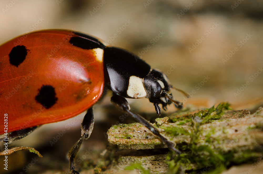 Obraz premium Ladybug walking closeup