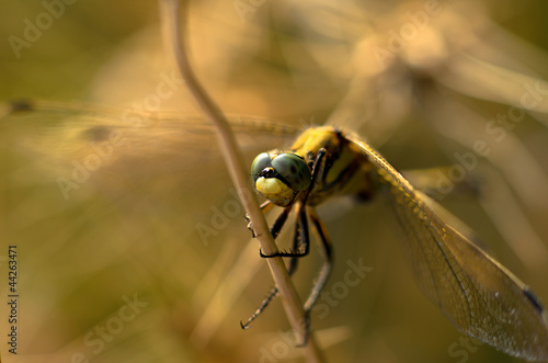 A dragonfly on a strain of wheat