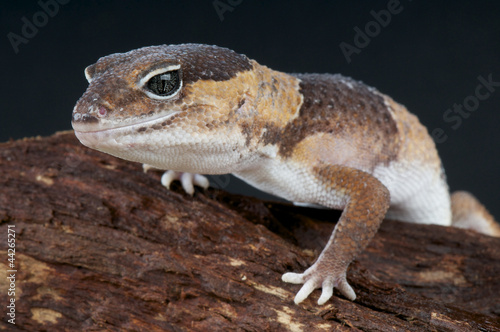 Fat-tailed gecko   Hemitheconyx caudicinctus