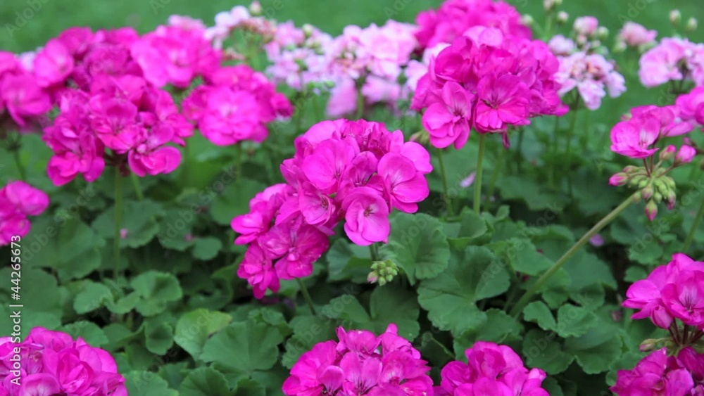 Rosa Blumen im Blumenbeet Rosa Blumen im Blumenbeet