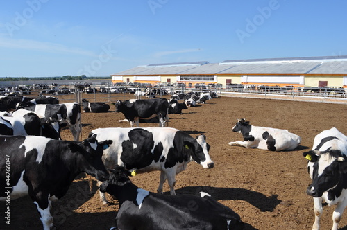 cattle breeding farm