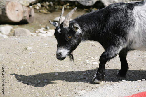Goat close to the river