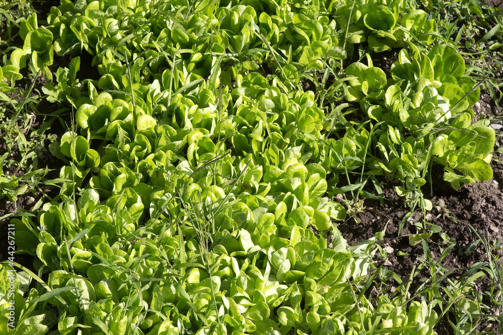lettuce on ground lettuce on ground