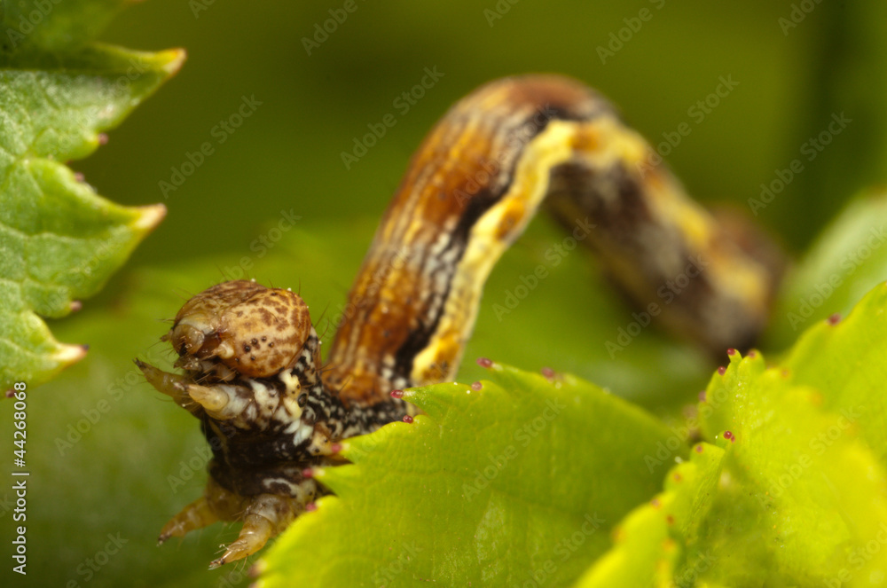 brown caterpillar