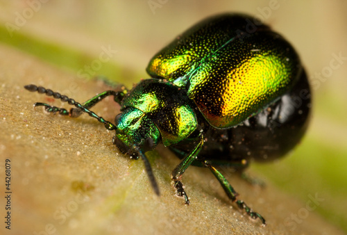shiny beetle