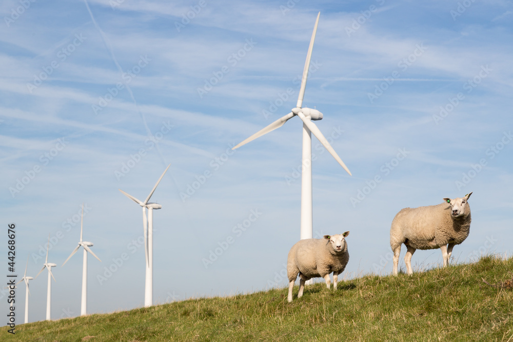 Fototapeta premium Windmill and sheep in the Netherlands