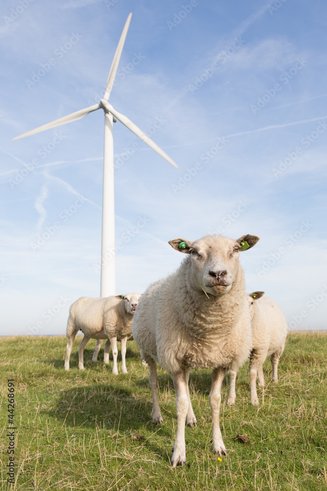 Obraz premium Windmill and sheep in the Netherlands