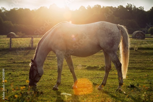Portrait of a horse grazing