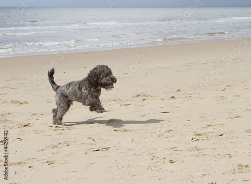 Cockapoo dog running on the beach © scphoto48