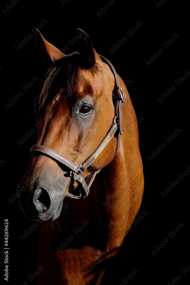 Obraz premium portrait vor schwarzem hintergrund