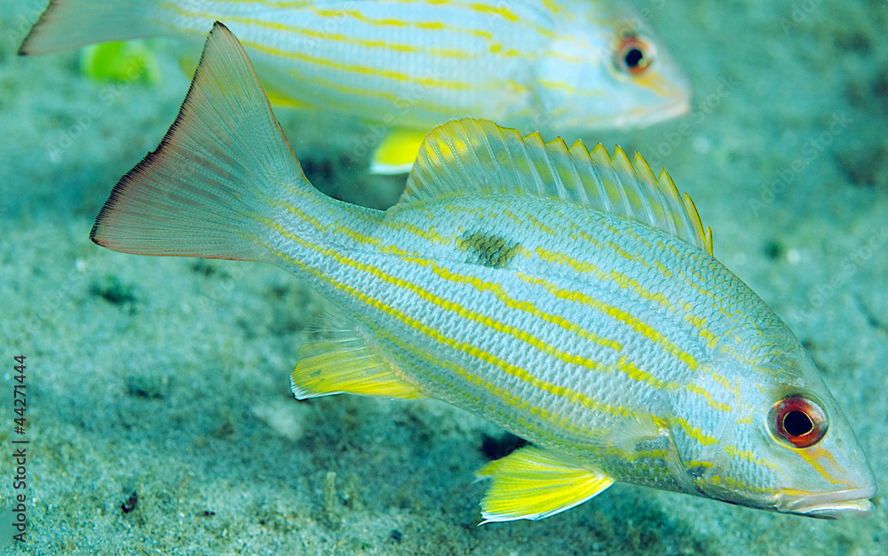 Fototapeta premium Lane Snapper fish very close up.