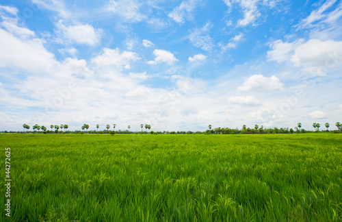 Green Rice