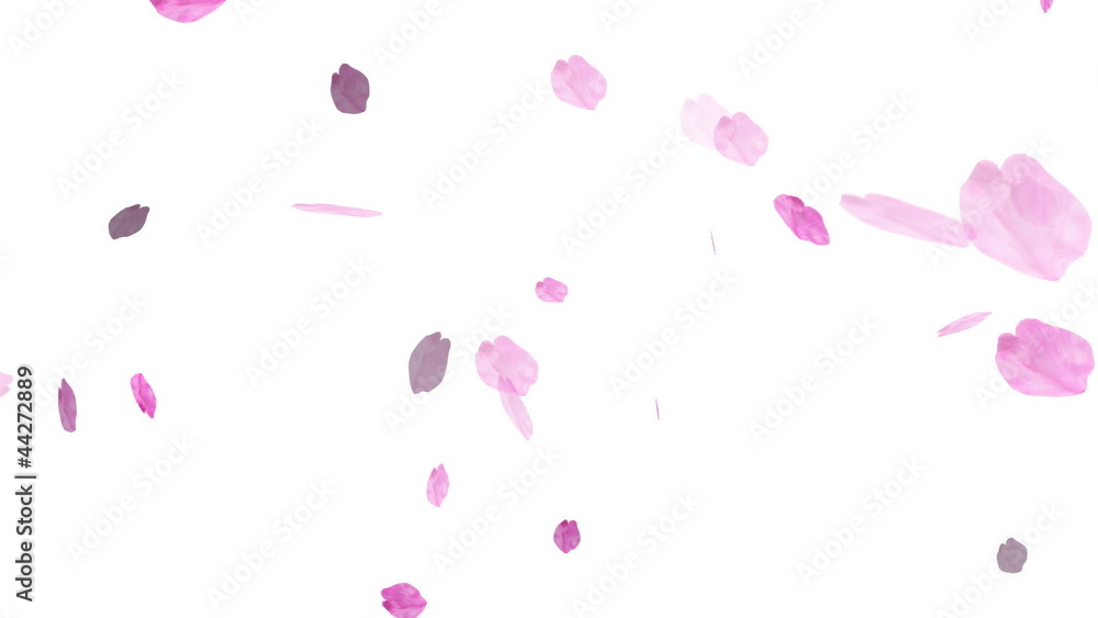 HD Loopable Falling Cherry Blossoms Animation