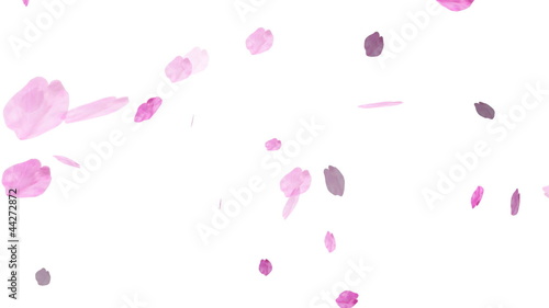 HD Loopable Falling Cherry Blossoms Animation