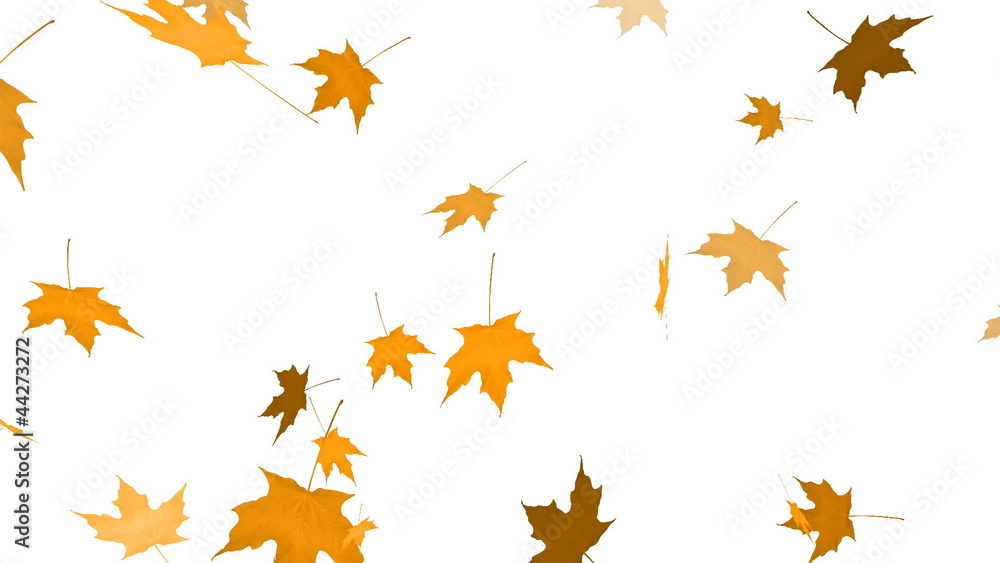 HD Loopable Falling Maple Animation HD Loopable Falling Maple Animation