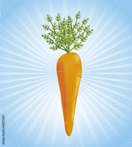 carrot vector