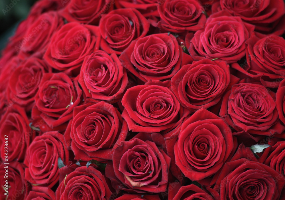 Many red roses