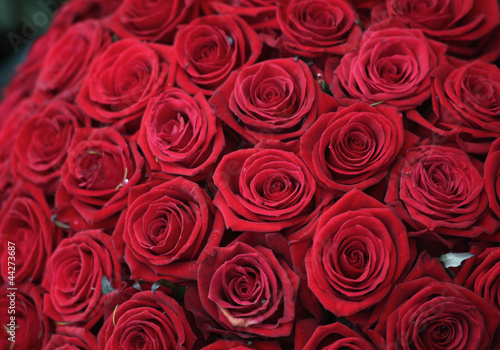 Many red roses