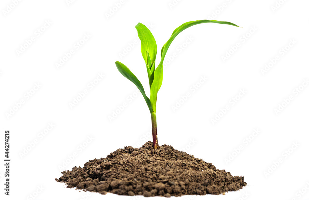 growth in business concept