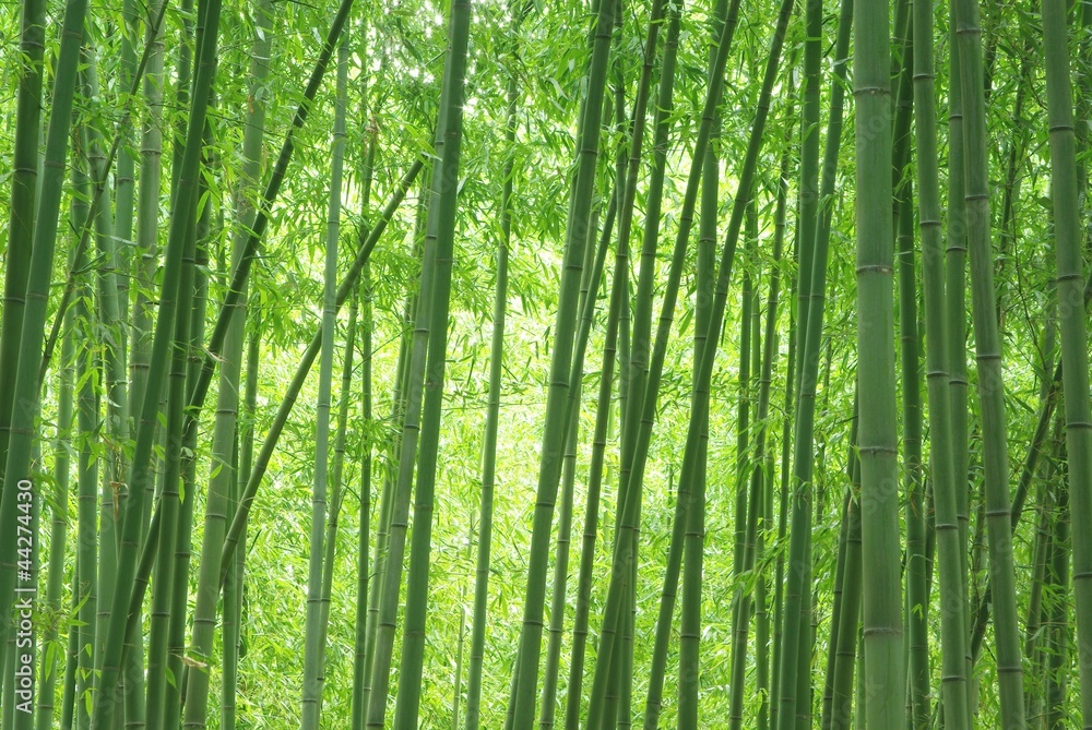 嵯峨野の竹林 嵯峨野の竹林