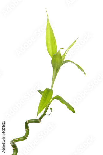 Isolated two lucky bamboo stem