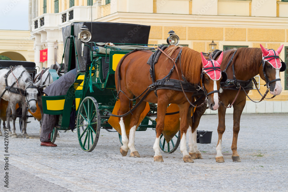 Horses for hire in Vienna