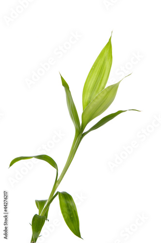 Isolated bamboo sprout