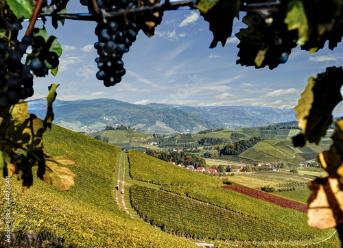 Weinberge in Bottenau photo