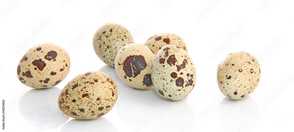 Oeufs de caille fond blanc Oeufs de caille fond blanc